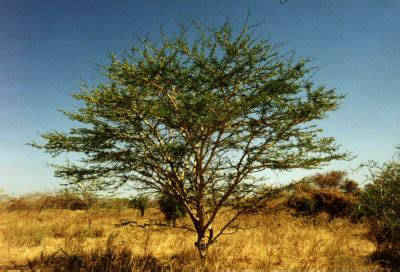 Acacia senegal Seeds ,Senegal Gum Tree Seeds , Beautiful Hardy African ...