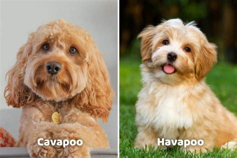 Cavapoo Vs Havapoo Comparing Temperament Size And Maintenance