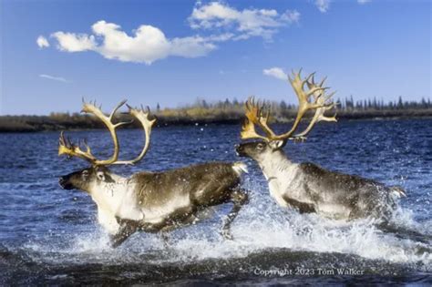 Alaska Bull Moose Autumn Photo Tom Walker Photographer