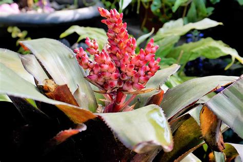 When And How To Propagate Bromeliads Gardeners Path