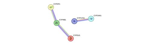 cypa gene genecards cpa protein cpa antibody