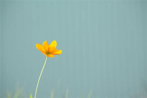 Wallpaper Green Yellow Blue Orange Sony Tokyo Flower Flora