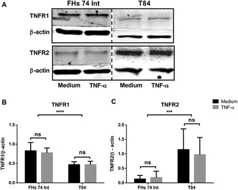 Fhs Int And T Showed Different Expression Pattern Of Tnfr And