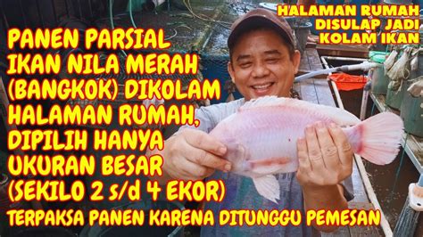 PANEN PARSIAL IKAN NILA MERAH BANGKOK DIKOLAM HALAMAN RUMAH DIPILIH