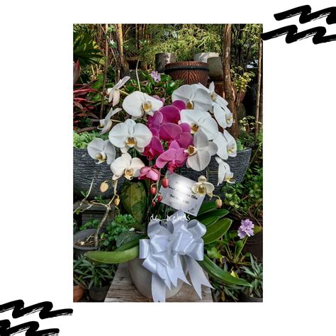 Anggrek Bulan Isi Pohon Warna Ungu Dan Putih De Orchids