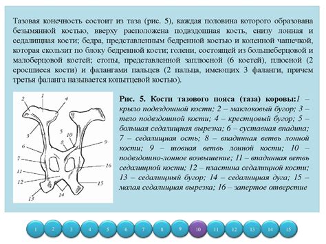 Особенности анатомии и физиологии крупного рогатого скота - презентация ...