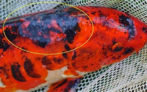 Koi Fish Overcoming Koi Fish Disease