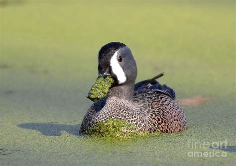 Male Blue Winged Teal Duck Photograph by Kathy Baccari