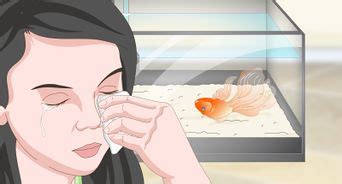 How To Breed Goldfish Steps With Pictures Wikihow