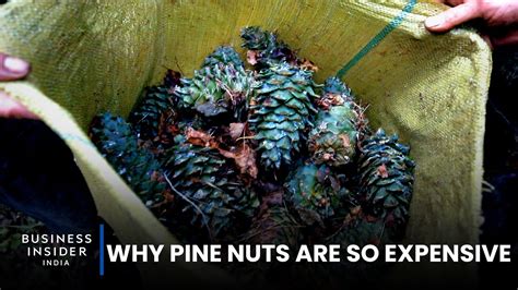 Why Pine Nuts Are So Expensive So Expensive Youtube