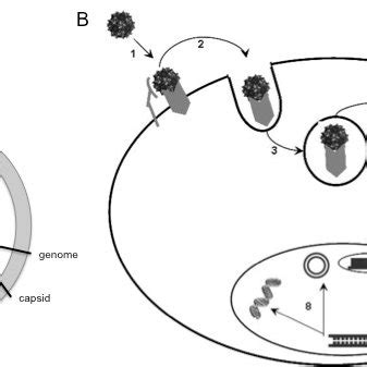 Virus. (A) Structure. Simplified scheme of virus structure, with a... | Download Scientific Diagram