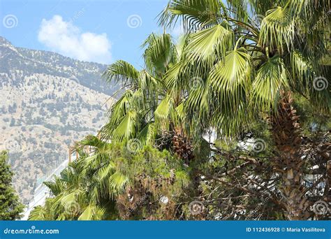 The Sunny Antalya Palm Trees And Mountains Are The Best Match Stock