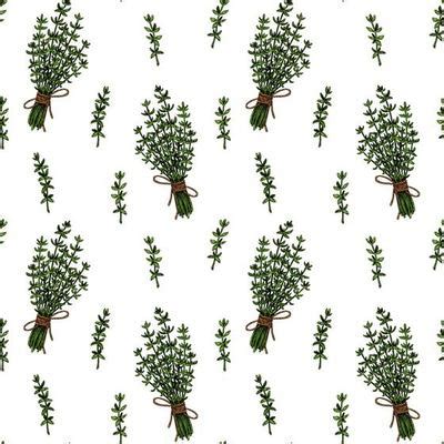 Hand Drawn Thyme Branch In Bloom Vector Illustration Isolated On White