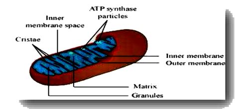 Name Two Cell Organelles That Are Double Membrane Bound