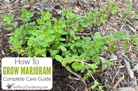 Growing Marjoram Complete How To Care Guide Get Busy Gardening