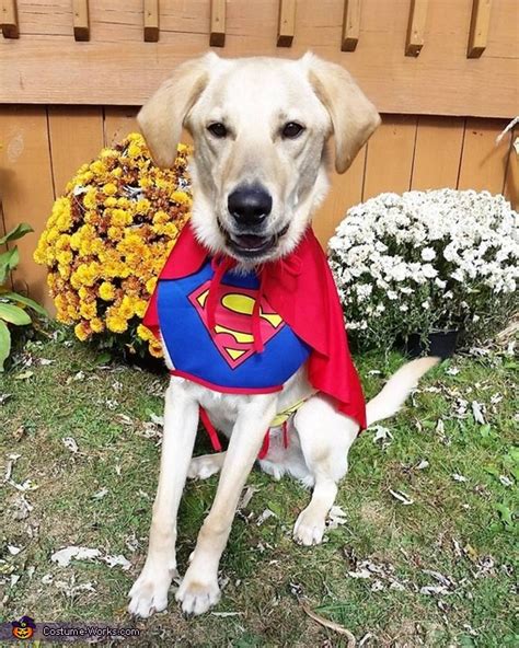 Superdog Costume | Original Halloween Costumes