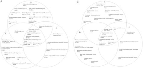 Carbohydrates And Lipids Venn Diagram