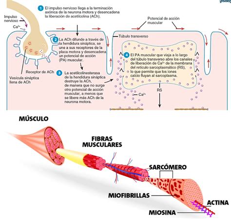 Mecanismo de la contracción muscular YouTube