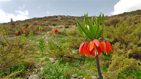 Migration with Iran Nomads, Iran tour and experience