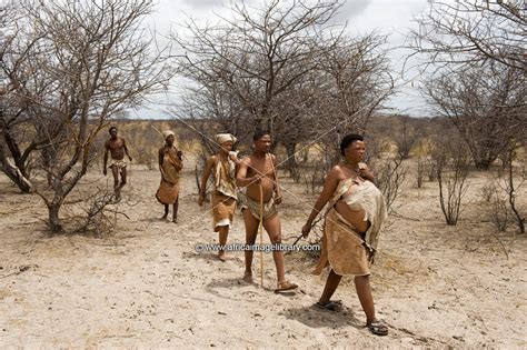 Photos And Pictures Of Naro Bushman San Walking Central Kalahari