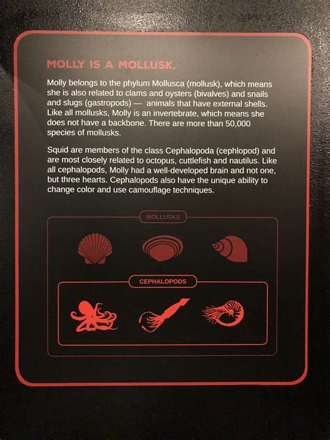 Моллюск Молли: где находится и что посмотреть рядом