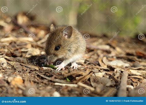 Cute Wild Wood Mouse Apodemus Sylvaticus Germany Stock Photo Image