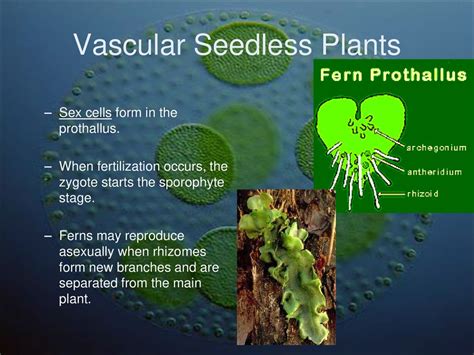 Seedless Plants Reproduction