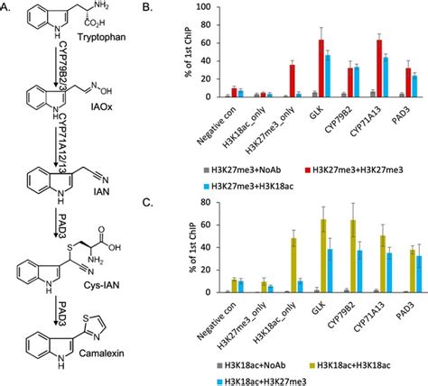 A Novel Bivalent Chromatin Associates With Rapid Induction Of Camalexin