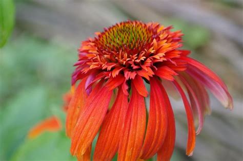 Echinacea Hot Papaya Echinacea Plants Garden