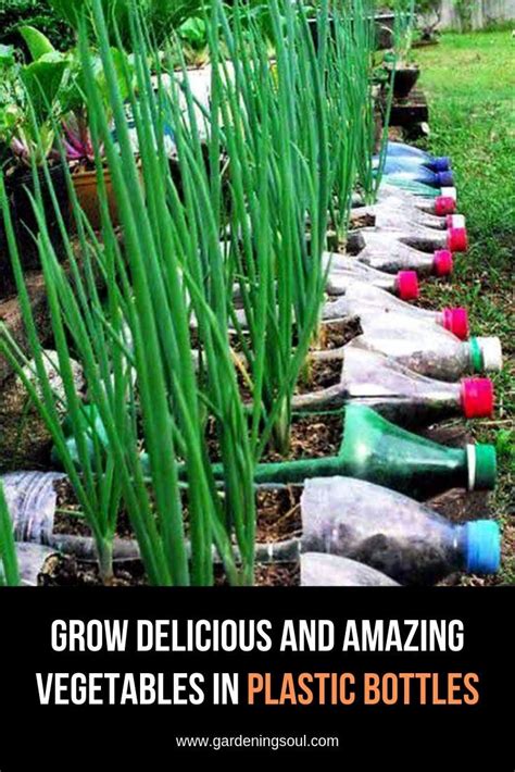 Grow Delicious And Amazing Vegetables In Plastic Bottles Bottle