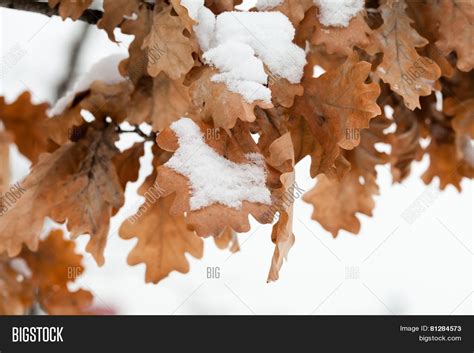 Snow On Oak Leaves Image Photo Free Trial Bigstock