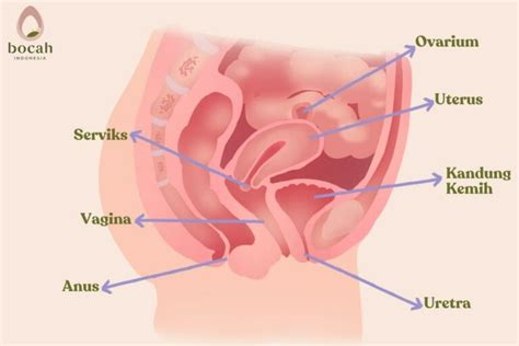 Sistem Reproduksi Wanita Anatomi Fungsinya