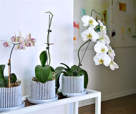 Quale Vaso Per Orchidee Phalaenopsis Devo Comprare La Classifica Dei