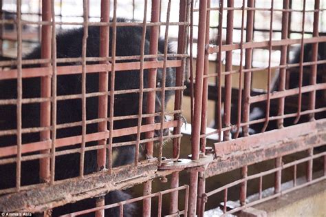 Five Moon Bears Freed After More Than Twenty Years Trapped In Cages At