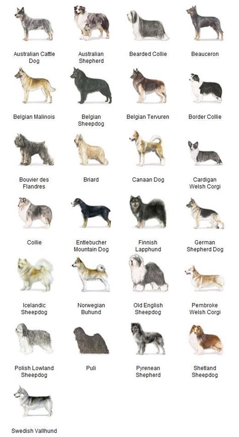 Need a dog to guard and herd livestock? Dog Breeds Chart, Herding Dogs ...