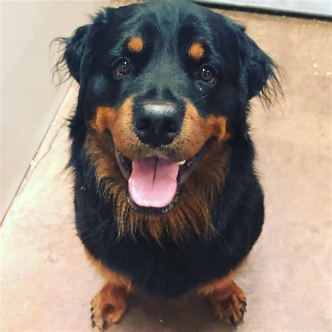 Rottweiler Mix Golden Retriever