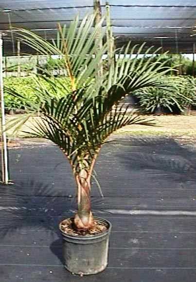 Indoor Spindle Palm