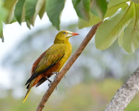 Las 25 Aves Más Bellas De Venezuela ¡conócelas