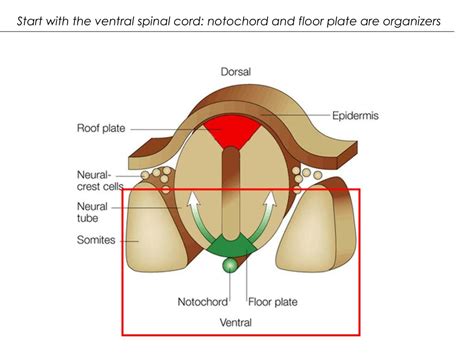 Ppt Formation And Patterning Of The Nervous System Powerpoint