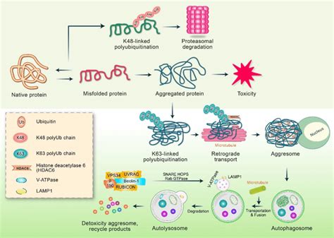 The Regulation Of Aggresome Autophagy Pathway Aggresome And Autophagy Download Scientific