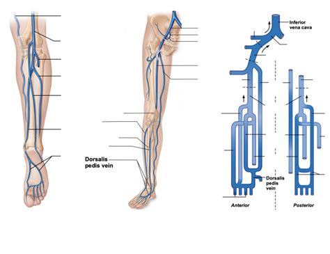 A P Veins Of The Lower Limbs Diagram Quizlet