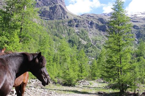 Orci Res Merlette Equitation Base De Loisirs