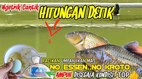 UMPAN IKAN MAS DADAKAN UMPAN GACOR Terbaik Mancing IKAN MAS Harian