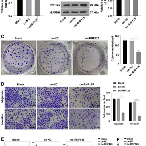 Pd L Overexpression Abates The Inhibition Of Rnf On Immune Escape