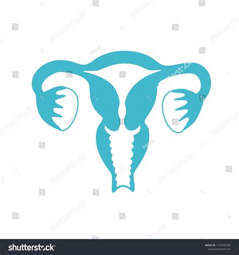 Vector Isolated Illustration Of Female Reproductive System Anatomy