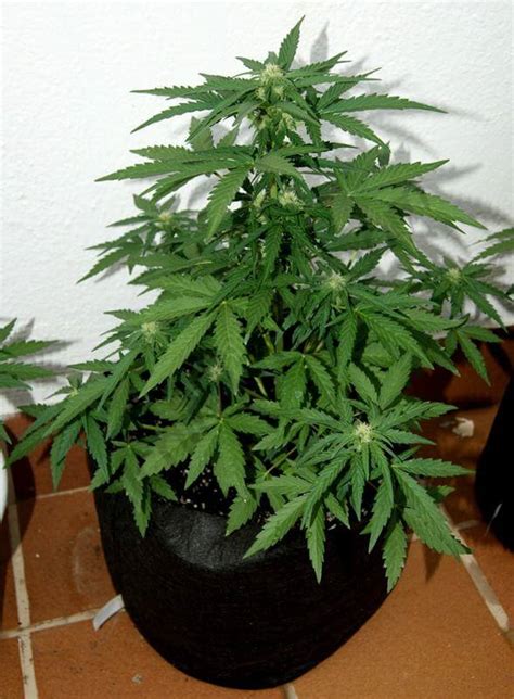 Cultivo Exterior De Marihuana Autofloreciente En Smartpot Alchimia