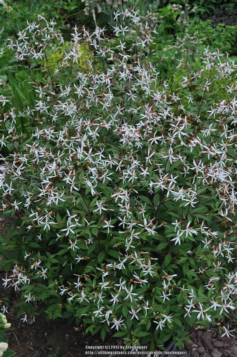 Photo Of The Entire Plant Of Bowman S Root Gillenia Trifoliata Posted