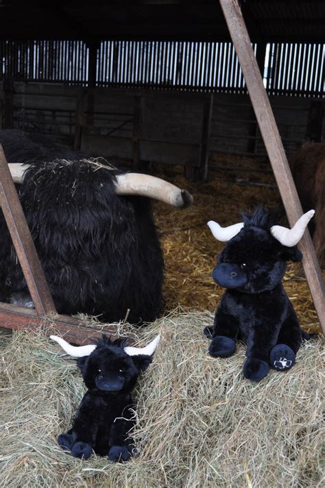 Personalised Black Longhorn Highland Cm Cow Soft Toy Brown By Jomanda