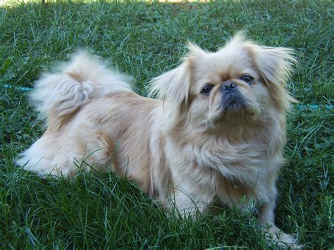 Pekingese Puppies Rescue Pictures Information Temperament