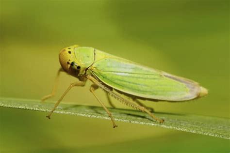 Leafhoppers: How to Deal With These Prolific Garden Pests